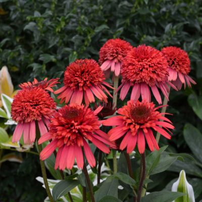 Echinacea SUPREME™ 'Flamingo'