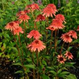 Echinacea SUPREME™ 'Flamingo'