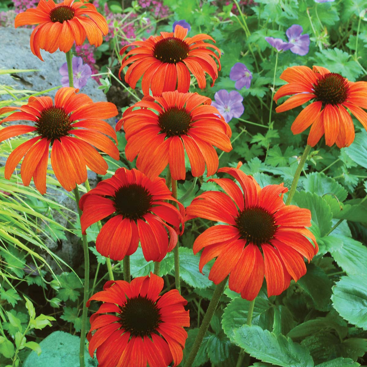 Echinacea 'Tangerine Dream'