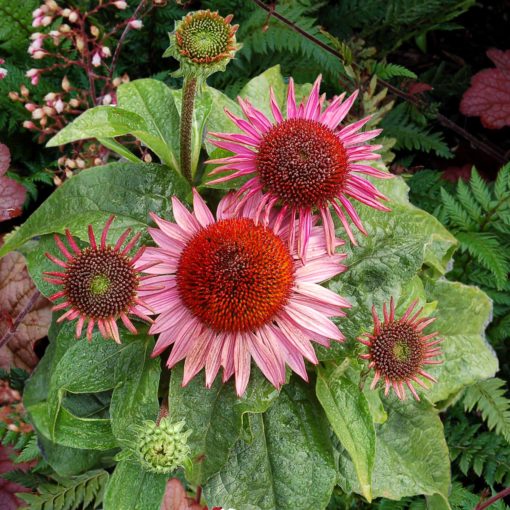 Echinacea 'Thumbelina'