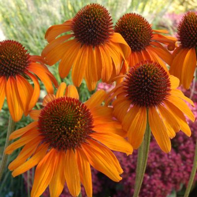 Echinacea 'Tiki Torch'