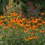 Echinacea 'Tiki Torch'