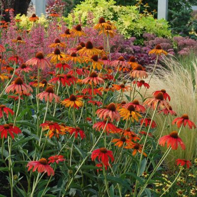 Echinacea 'Tiki Torch'