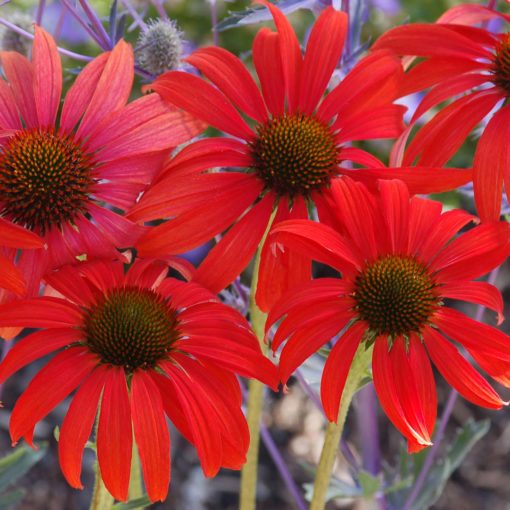 Echinacea 'Tomato Soup'