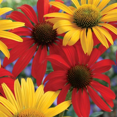 Echinacea 'Tomato Soup'