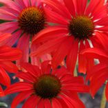 Echinacea 'Tomato Soup'