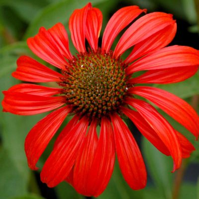 Echinacea 'Tomato Soup'