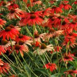 Echinacea 'Tomato Soup'