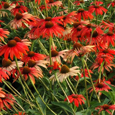 Echinacea 'Tomato Soup'