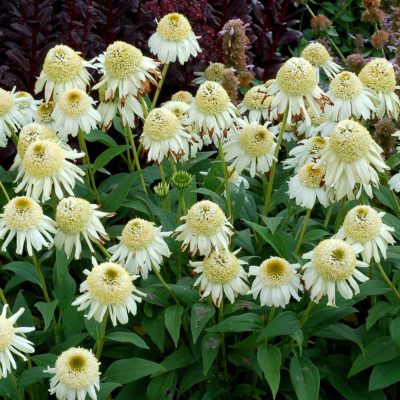 Echinacea 'Vanilla Cupcake'