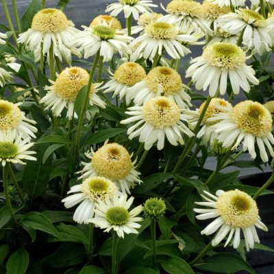 Echinacea 'Vanilla Cupcake'