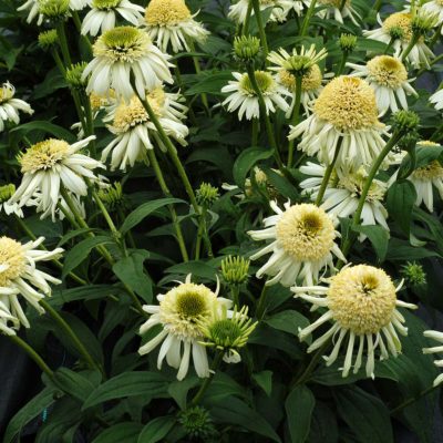 Echinacea 'Vanilla Cupcake'