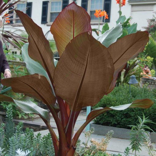 Ensete 'Tandarra Red'