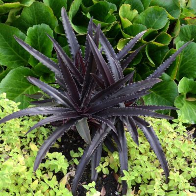 Eucomis Dark™ 'Star'