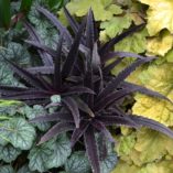 Eucomis 'Dark Star'