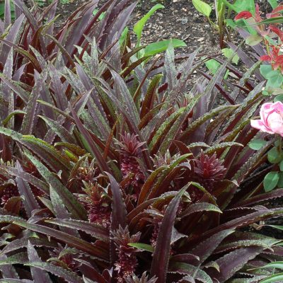 Eucomis Dark™ 'Star'