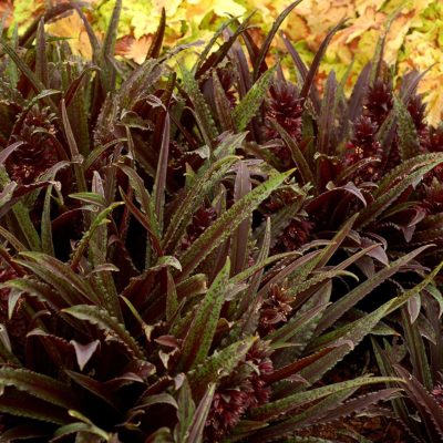 Eucomis Dark™ 'Star'