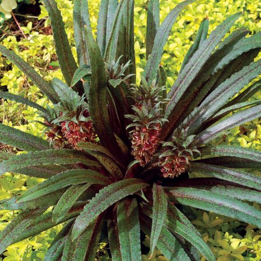 Eucomis 'Freckles'