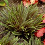 Eucomis 'Freckles'