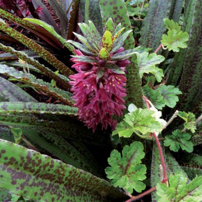 Eucomis 'Freckles'