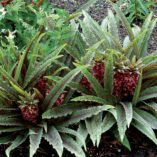 Eucomis 'Freckles'