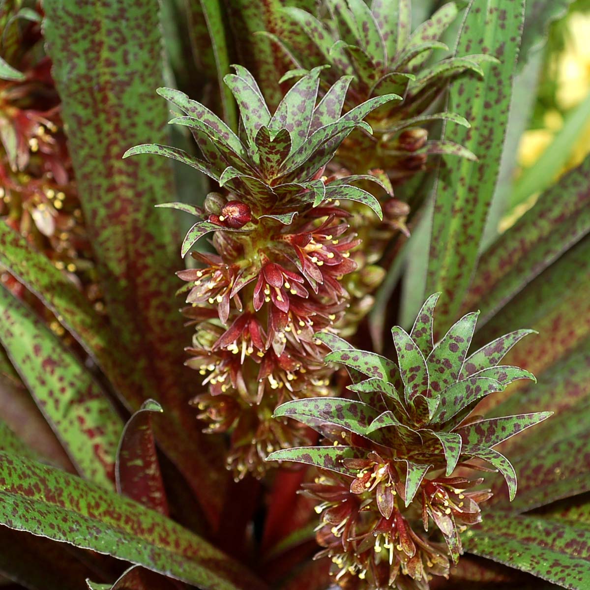 Eucomis ‘Freckles’ | TERRA NOVA® Nurseries, Inc.