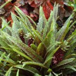 Eucomis 'Freckles'