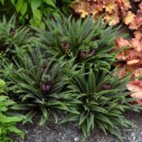 Eucomis 'Freckles'