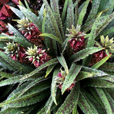 Eucomis 'Freckles'