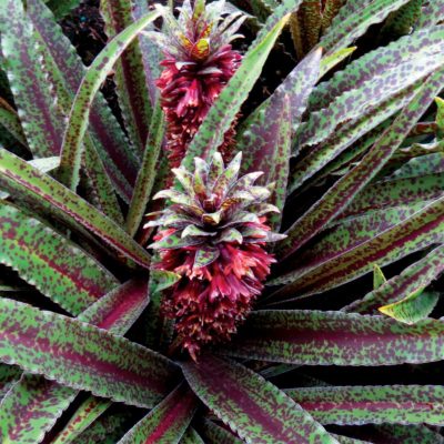 Eucomis 'Freckles'