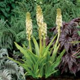 Eucomis 'Glow Sticks'