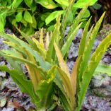 Eucomis 'Glow Sticks'