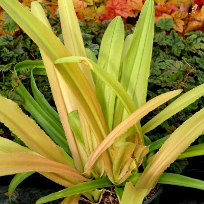 Eucomis Glow™ 'Sticks'