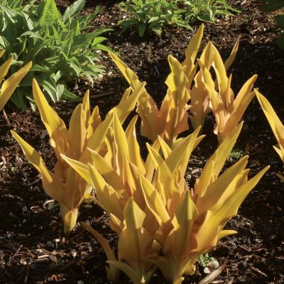 Eucomis Glow™ 'Sticks'