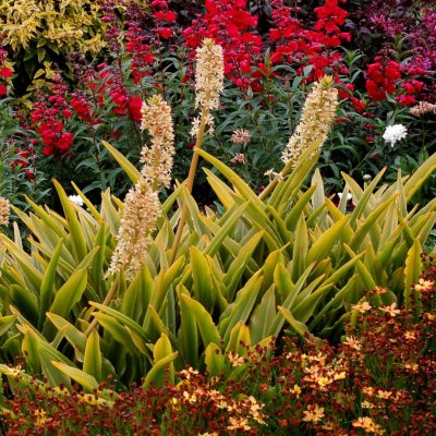 Eucomis Glow™ 'Sticks'