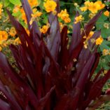 Eucomis 'Oakhurst'