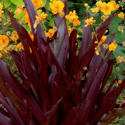 Eucomis 'Oakhurst'