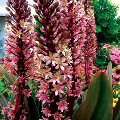 Eucomis 'Oakhurst'