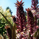 Eucomis 'Oakhurst'