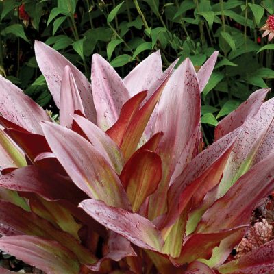 Eucomis TERRA NOVA® 'Zulu Flame'