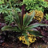 Eucomis 'Zulu Flame'