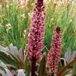 Eucomis 'Zulu Flame'