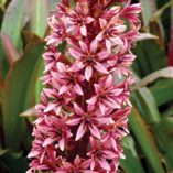 Eucomis 'Zulu Flame'