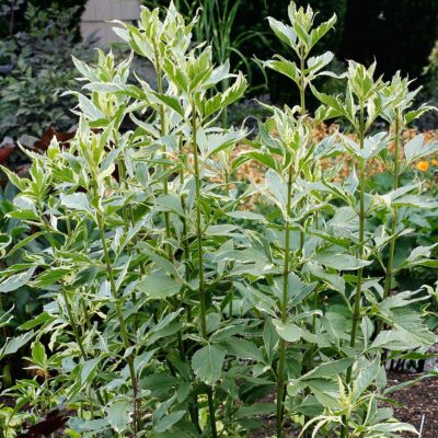 Eupatorium 'Capri'