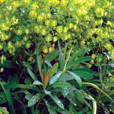 Euphorbia 'Blue Lagoon'