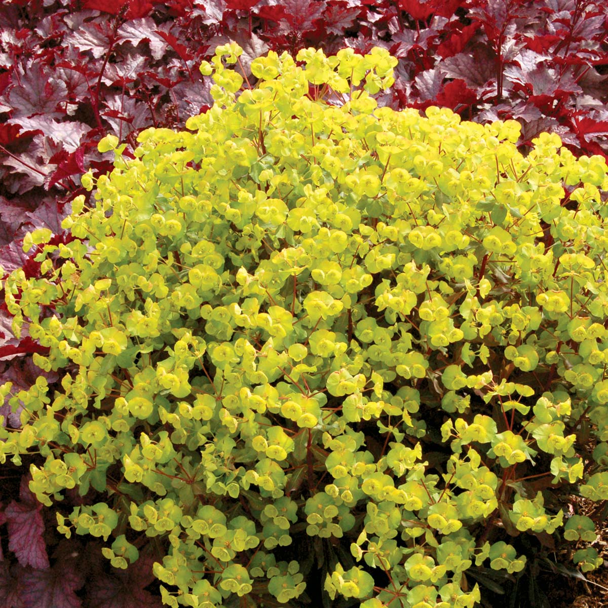 Euphorbia 'Golden Glory'