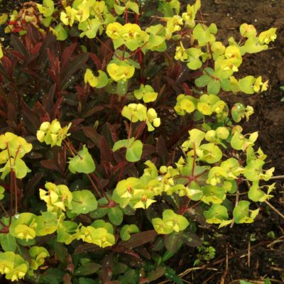 Euphorbia 'Golden Glory'