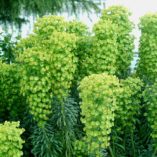 Euphorbia 'Lambrook Gold'