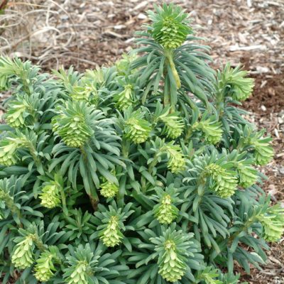 Euphorbia 'Lambrook Gold'