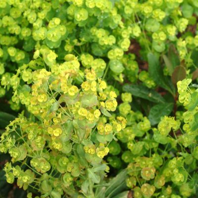 Euphorbia 'Orange Grove'